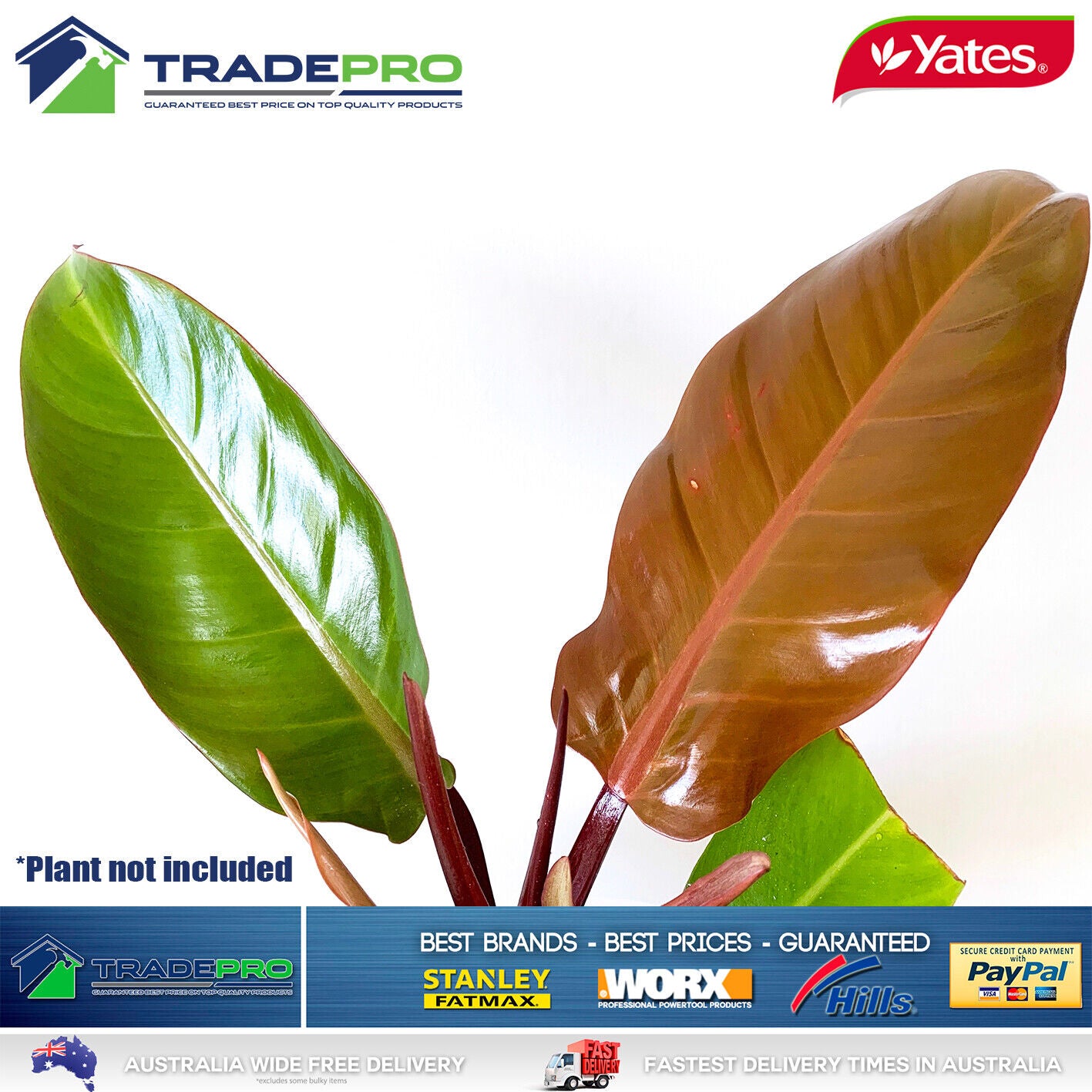 Yates Leaf Shine Aerosol Insecticide Spray Indoor Plants 225g Garden Tree PRO