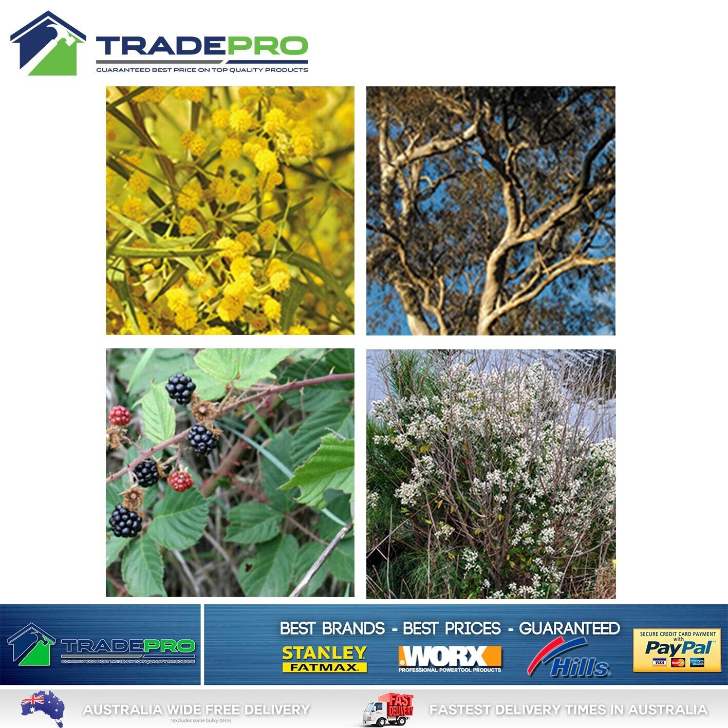 Tree Killer 250ml Concentrate Makes 15L Controls Eucalyptus Wattle Blackberry